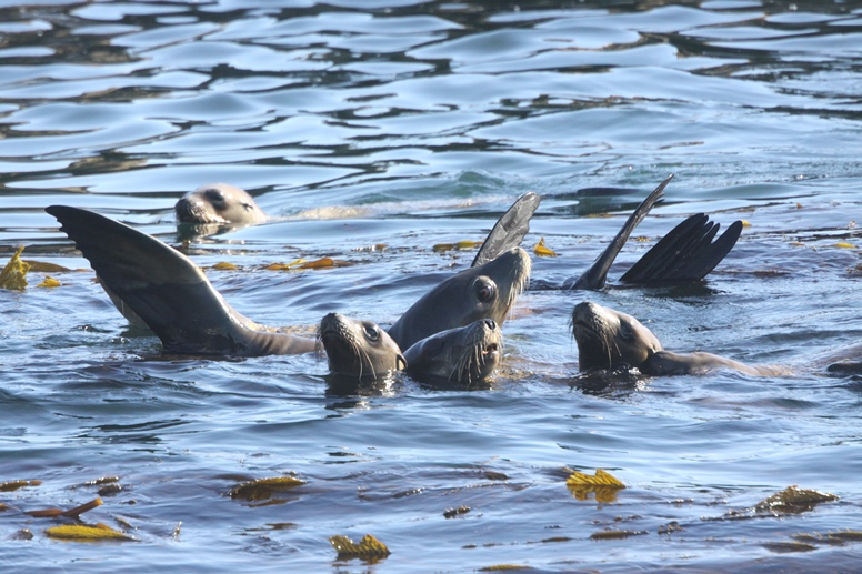 sea lion